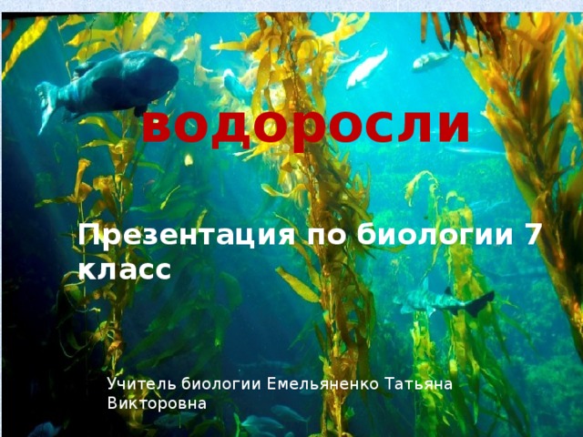 водоросли  Презентация по биологии 7 класс Учитель биологии Емельяненко Татьяна Викторовна 
