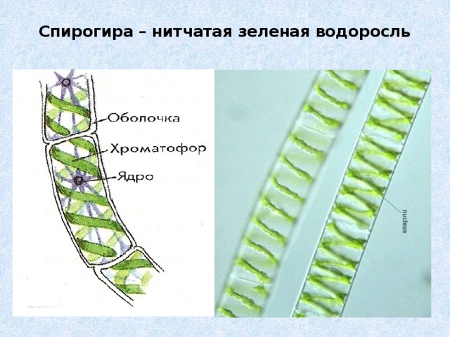 Спирогира – нитчатая зеленая водоросль 