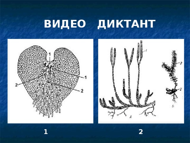 ВИДЕО ДИКТАНТ 1 2 