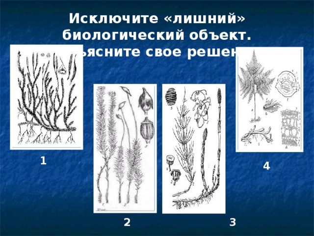 Исключите «лишний» биологический объект. Объясните свое решение 1 4 2 3 