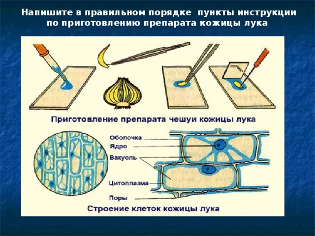 Изучение кожицы чешуи