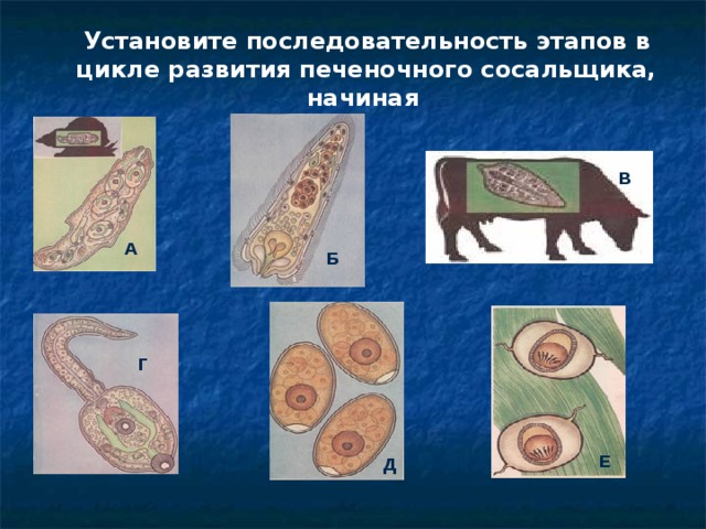 Установите последовательность этапов в цикле развития печеночного сосальщика, начиная В А  Б  Г Е Д 