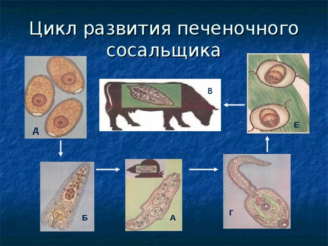 Цикл развития печеночного сосальщика В   Е Д Г А Б 