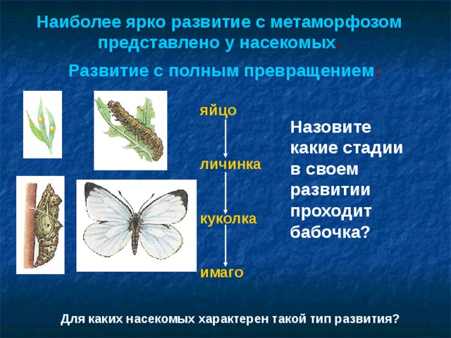 Схема гормонального контроля метаморфоза насекомых