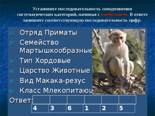 Установите последовательность соподчинения систематических категорий, начиная с наибольшей. В ответе запишите соответствующую последовательность цифр. Отряд Приматы Семейство Мартышкообразные Тип Хордовые Царство Животные Вид Макака-резус Класс Млекопитающие Ответ: 4 3 6 1 2 5 
