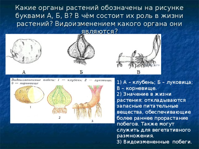 Что обозначено на рисунке буквой а