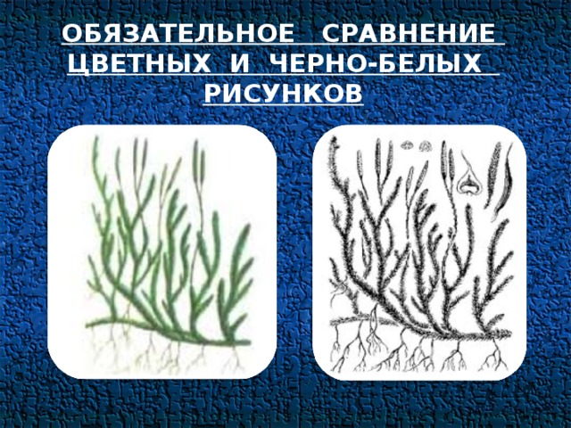 ОБЯЗАТЕЛЬНОЕ СРАВНЕНИЕ ЦВЕТНЫХ И ЧЕРНО-БЕЛЫХ РИСУНКОВ 