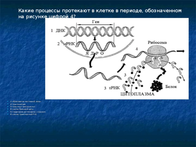 Какие процессы протекают в клетке в периоде, обозначенном на рисунке цифрой 4? 1) образование пептидной связи 2) транскрипция 3) транспорт аминокислот 4) синтез белковой цепи 5) соединение антикодона с кодоном 6) синтез транспортной РНК 