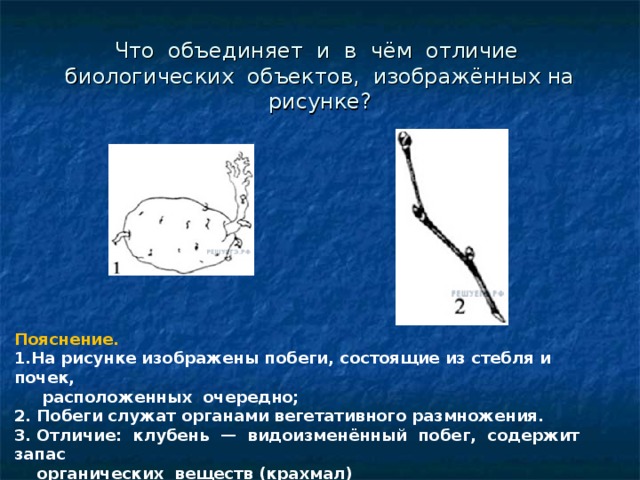 Что объединяет и в чем отличие биологических объектов изображенных на рисунке картофель и побег