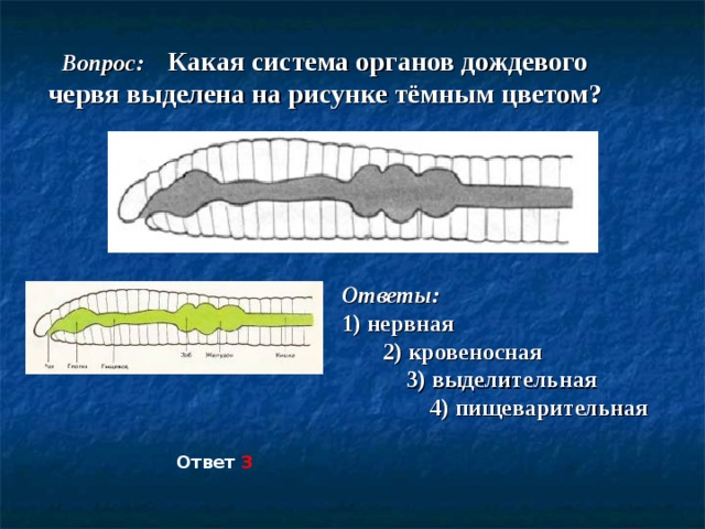 Рисунок система органов червя