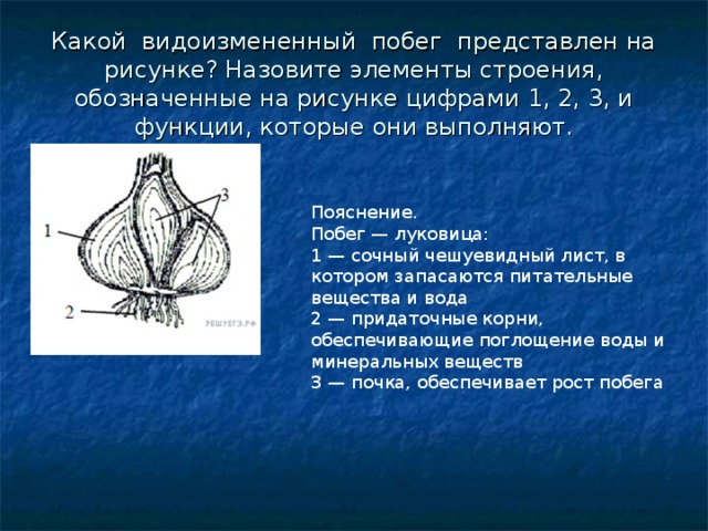 Какой видоизмененный побег представлен на рисунке назовите элементы