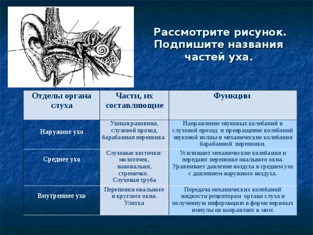 Какой цифрой на рисунке обозначена структура не относящаяся к слуховому анализатору