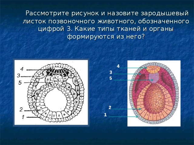   Рассмотрите рисунок и назовите зародышевый листок позвоночного животного, обозначенного цифрой 3. Какие типы тканей и органы формируются из него? 4 3 5 2 1 