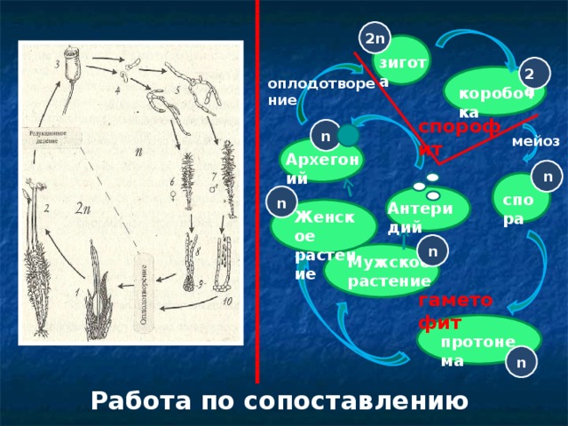 2n зигота 2n оплодотворение коробочка спорофит n мейоз Архегоний n спора n Антеридий Женское растение n Мужское растение гаметофит протонема n Работа по сопоставлению рисунков и схем  