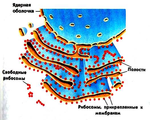 Эпс схема строения