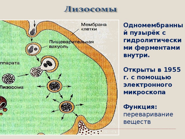 Одномембранный пузырёк с гидролитическими ферментами внутри. Открыты в 1955 г. с помощью электронного микроскопа Функция: п ереваривание веществ  