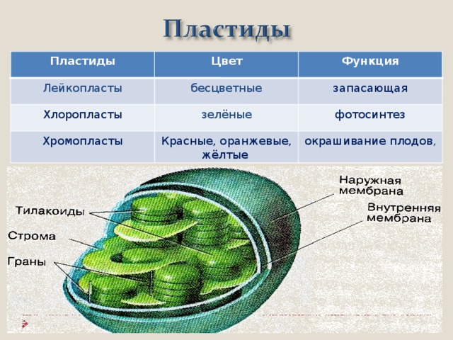 Цвет функция фото