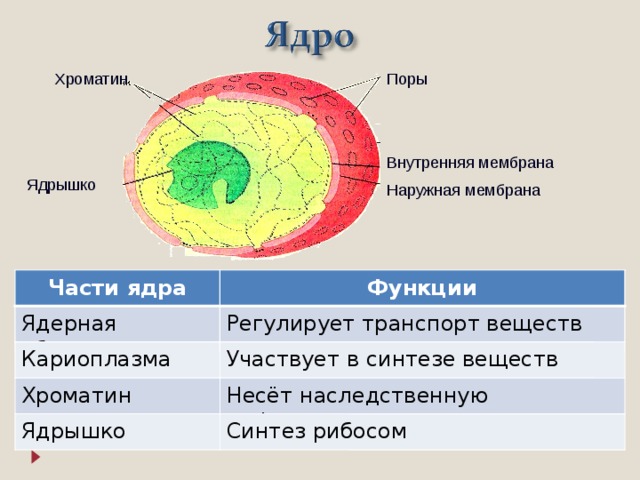 Установите по фотографии на сколько частей распалось ядро рис 13