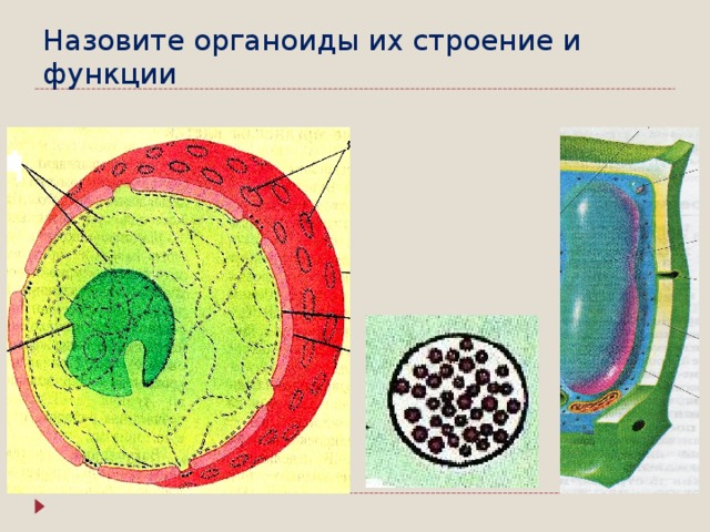 Строение клетки вывод