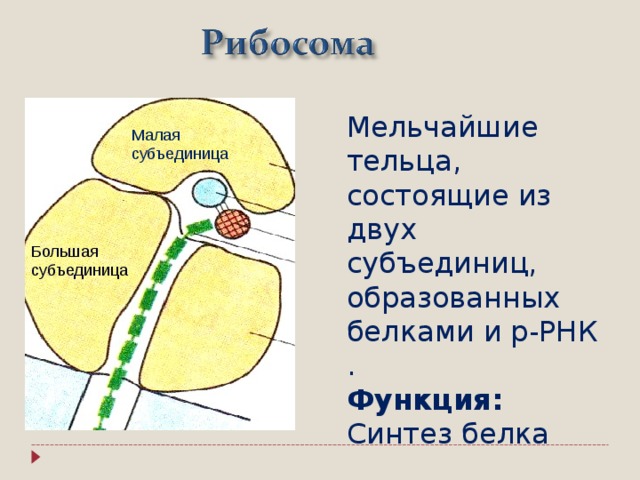 Субъединицы рибосом образуются в