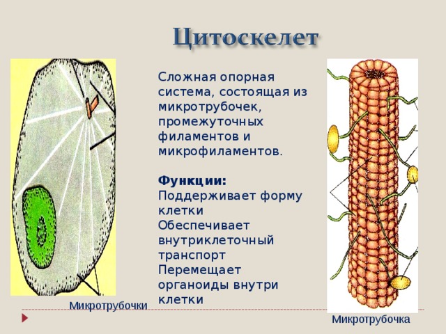 Клеточные структуры фото