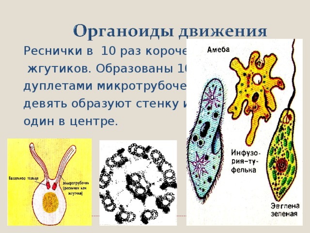 Реснички в 10 раз короче  жгутиков. Образованы 10-ю дуплетами микротрубочек: девять образуют стенку и один в центре.  