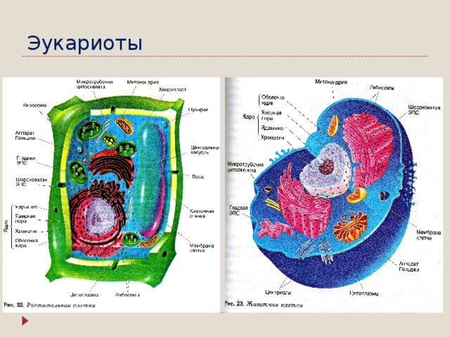 Эукариоты 