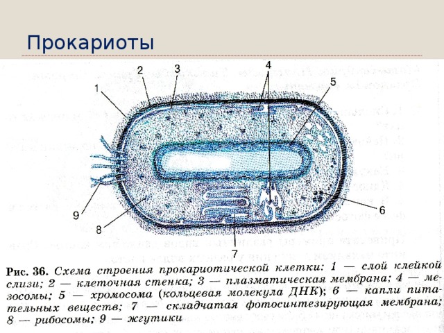Прокариоты 