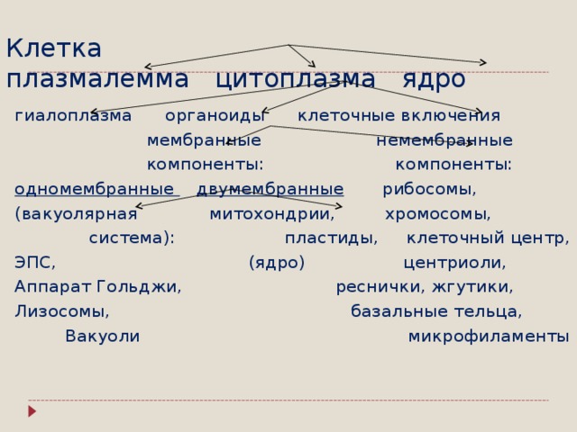 Клетка  плазмалемма цитоплазма ядро гиалоплазма органоиды клеточные включения  мембранные немембранные  компоненты: компоненты: одномембранные  двумембранные рибосомы, (вакуолярная митохондрии, хромосомы,  система): пластиды, клеточный центр, ЭПС, (ядро) центриоли, Аппарат Гольджи, реснички, жгутики, Лизосомы, базальные тельца, Вакуоли микрофиламенты 