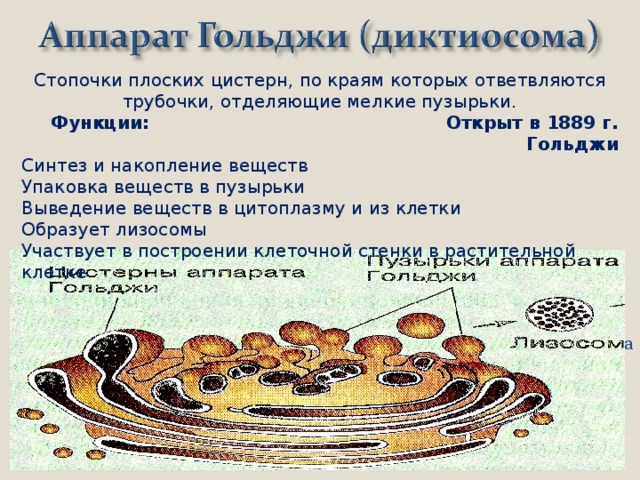 Стопочки плоских цистерн, по краям которых ответвляются трубочки, отделяющие мелкие пузырьки. Функции: Открыт в 1889 г. Гольджи Синтез и накопление веществ Упаковка веществ в пузырьки Выведение веществ в цитоплазму и из клетки Образует лизосомы Участвует в построении клеточной стенки в растительной клетке а  