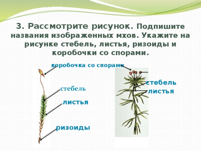 Рассмотри рисунок и дополни текст ризоиды на рисунке обозначены цифрой