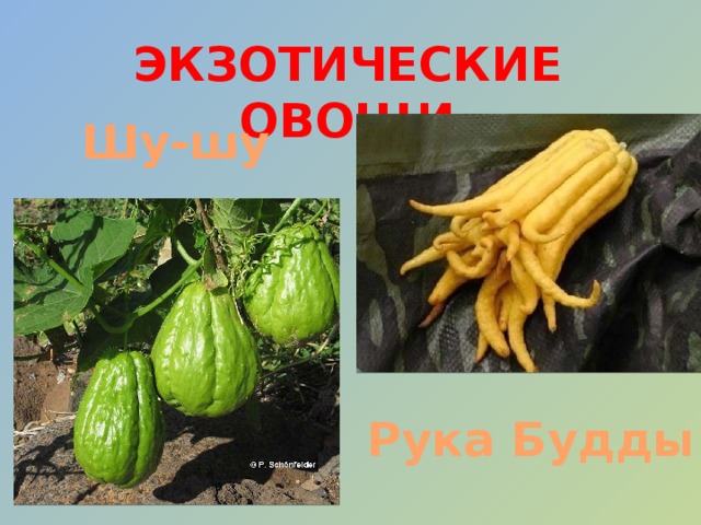 ЭКЗОТИЧЕСКИЕ ОВОЩИ Шу-шу Рука Будды 