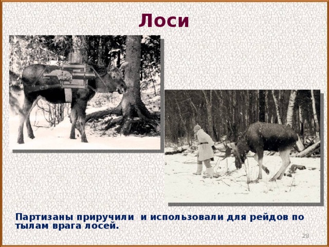 Лоси на войне 1941 1945 фото