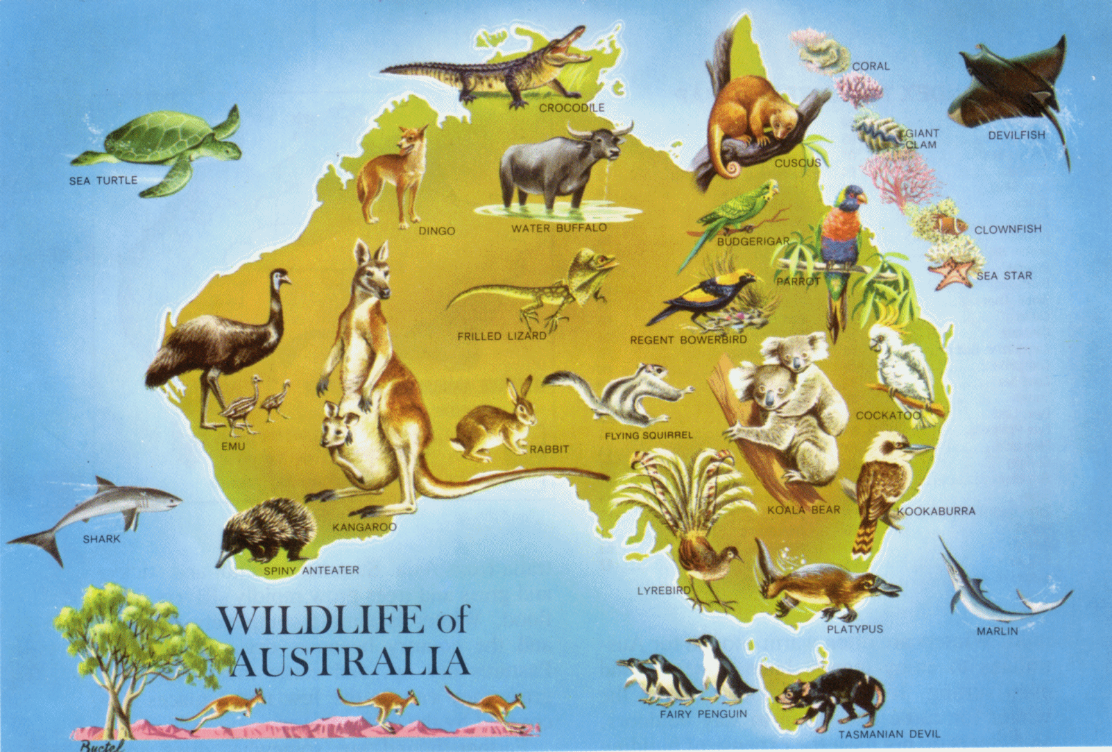 На каком материке находится кенгуру. Животный мир Австралии карта. Животные Австралии на карте. Материк Австралия животные. Животный мир Австрии карта.