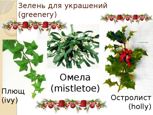 Зелень для украшений  (greenery) Омела (mistletoe) Плющ (ivy) Остролист (holly) 