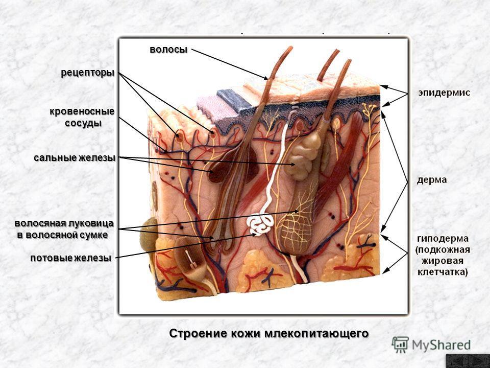 Волосяные сумки кожи расположены в. Кожный Покров строение кожи анатомия животных. Потовые железы кожи анатомия. Строение кожи потовая железа. Кожные железы у млекопитающих и их функции и строение.