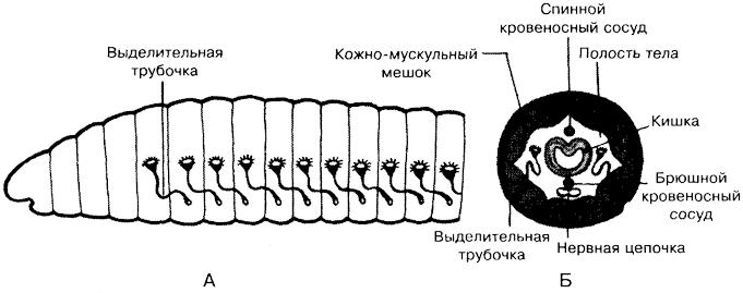 Урок Тип Кольчатые черви. Общая характеристика, разнообразие. Значение червей в