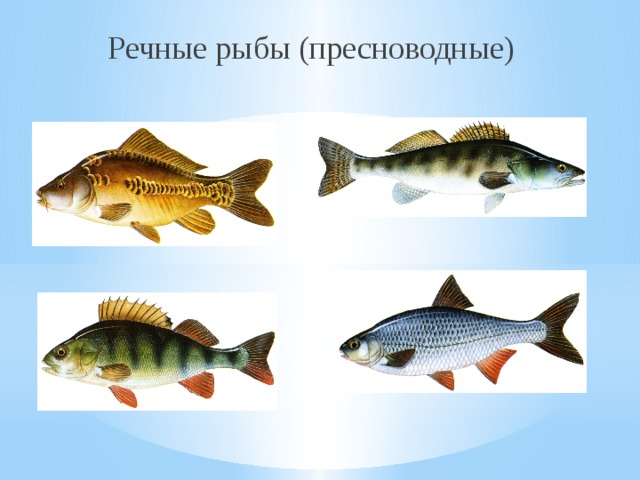 Речные рыбы (пресноводные) 