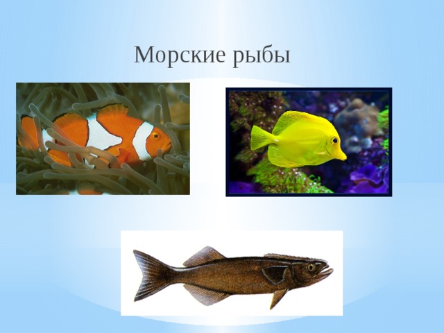 Морские рыбы 