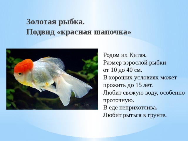 Золотая рыбка.  Подвид «красная шапочка» Родом их Китая. Размер взрослой рыбки  от 10 до 40 см. В хороших условиях может прожить до 15 лет. Любит свежую воду, особенно проточную. В еде неприхотлива. Любит рыться в грунте. 