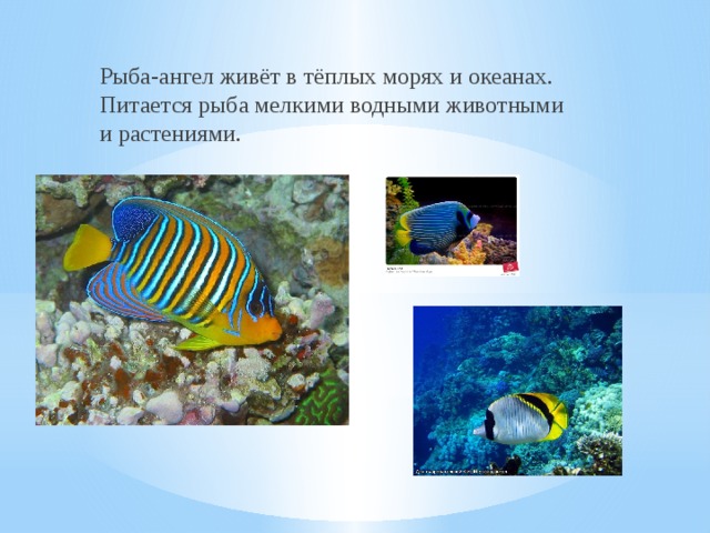 Рыба-ангел живёт в тёплых морях и океанах. Питается рыба мелкими водными животными и растениями. 