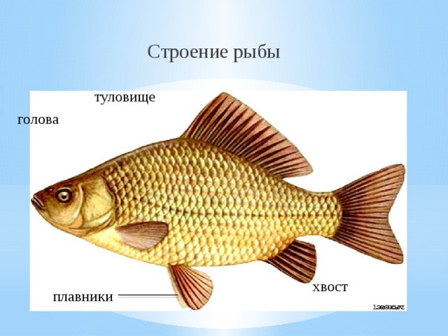 Голова и туловище рыб. Название плавников у рыб. Туловище рыбы. Строение тела рыбки для детей. Рыба строение тела для детей.