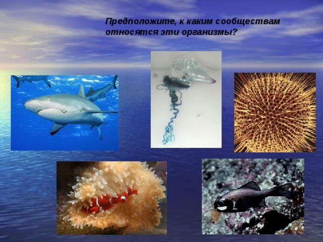 Условия существования живых организмов в океане. Жизнь организмов в морях. Живые организмы морей и океанов. Сообщение жизнь организмов в морях и океанах. Жизнь организмов в морях и океанах 5 класс биология.