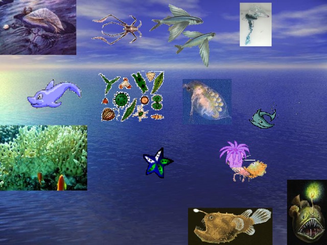 Разнообразие живых организмов в океане. Обитатели открытой воды. Жизнь организмов в морях и океанах. Живые организмы морей и океанов. Сообщество моря обитатели.