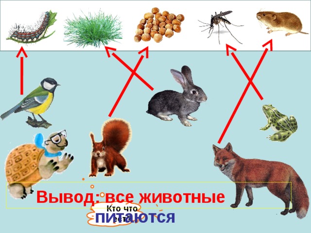 Используя рисунки установи последовательность кто чем питается окружающий мир 1 класс