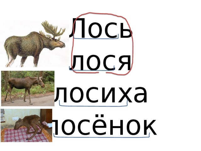 Лось  лося  лосиха  лосёнок 