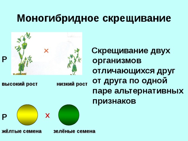Моногибридное скрещивание  Скрещивание двух организмов отличающихся друг от друга по одной паре альтернативных признаков P высокий рост низкий рост X P жёлтые семена зелёные семена 