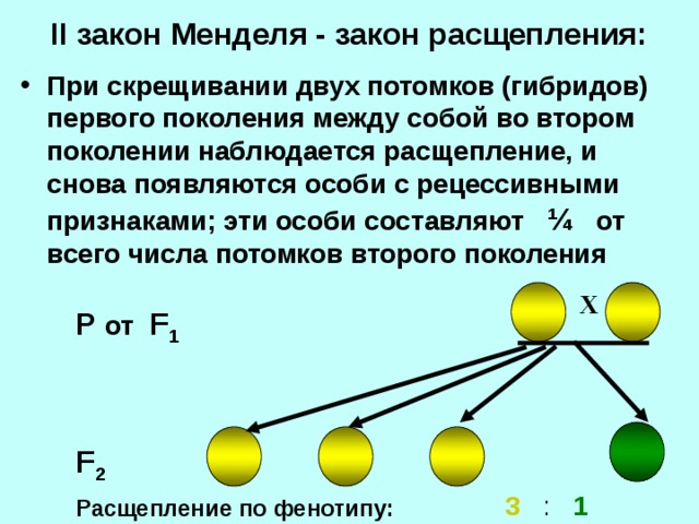 II закон Менделя - закон расщепления: При скрещивании двух потомков (гибридов) первого поколения между собой во втором поколении наблюдается расщепление, и снова появляются особи с рецессивными признаками; эти особи составляют ¼ от всего числа потомков второго поколения  При скрещивании двух потомков ( X P  от F 1 F 2 3 : 1 Расщепление  по фенотипу: 