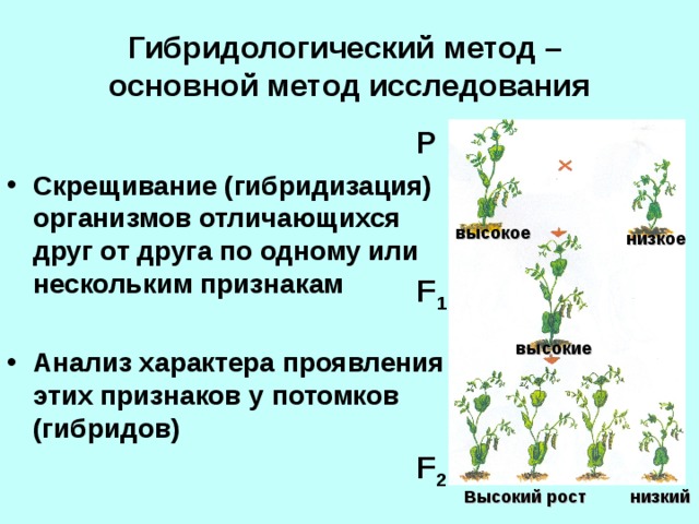 Гибридологический метод –  основной метод исследования P  Скрещивание (гибридизация) организмов отличающихся друг от друга по одному или нескольким признакам  Анализ характера проявления этих признаков у потомков (гибридов) высокое низкое F 1 высокие F 2  Высокий рост низкий 