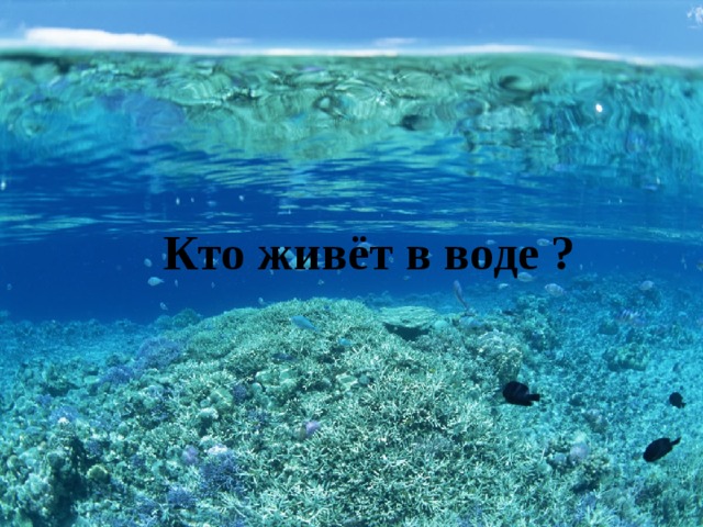  Кто живёт в воде ? 